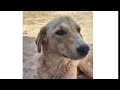 Dog Barking Sound Continuously Mp3 Bhaiya Choudhary2635