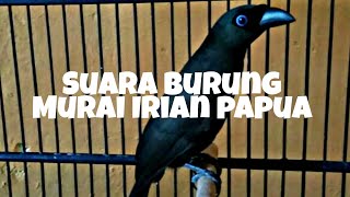 Download lagu TERNYATA BEGINI SUARA ASLINYA BURUNG MURAI PAPUA IRIAN mp3