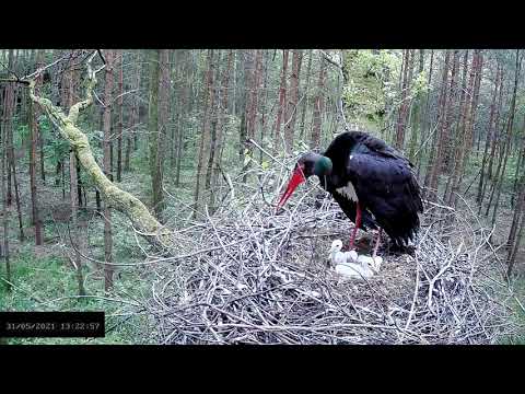 Jastrząb znów rozpoznaje sytuację w gnieździe 😟, nie umknął jednak uwadze Ferminy 13:22 31-05-2021