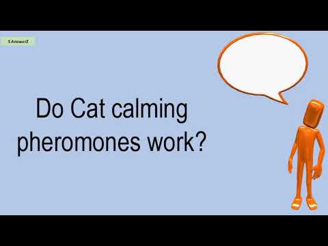 Do Cat Calming Pheromones Work?