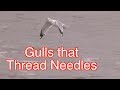 Ring Billed Gulls Fishing NARRATED