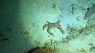 Cozumel 2023 Day 3, Night Dive, Part 1