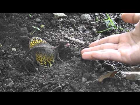 Draco flying lizard - defense