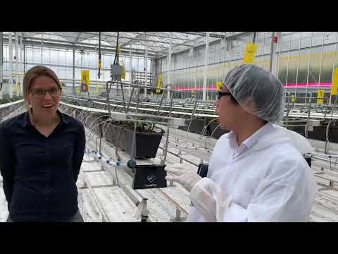 園芸 フード付きディセンター、オランダズボン