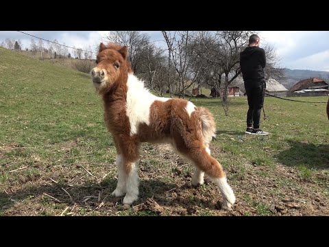 Poneii lui Calinut de la Vidra, Alba - 2020 Nou!!!