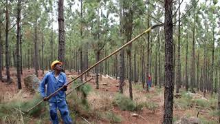 Low and high pruning in pine plantation forests