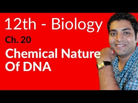 FSc Biology Book 2, Chemical Nature of DNA - Ch 20 Chromosomes and DNA - 12th Class Biology