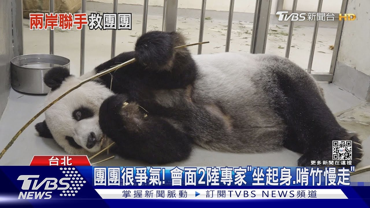 團團很爭氣!會面2陸專家「坐起身、啃竹慢走」