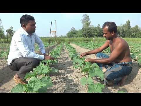 ৩৩৩১ কৃষক বন্ধু ফোন সেবাঃ এক নাম্বারে কৃষি বিষয়ক সকল সেবা