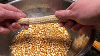 Popcorn: From Harvest to Popper
