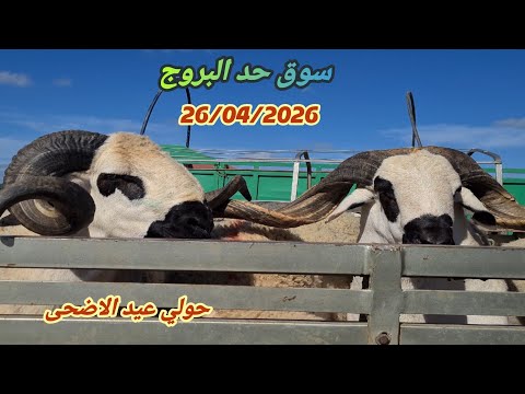 حصري من سوق حد البروج 26/04/2026 اقليم سطات مع ثمن #عيد_الاضحى