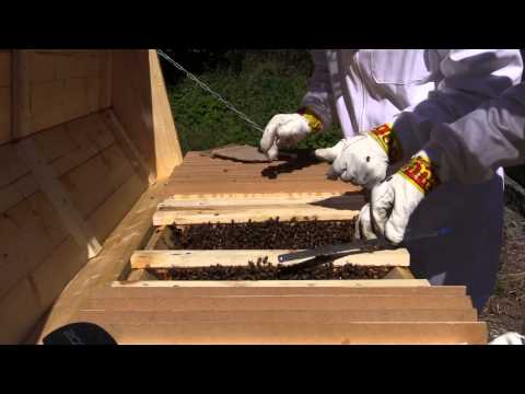 Nyinflyttade bin i topplistekupa på Gotland