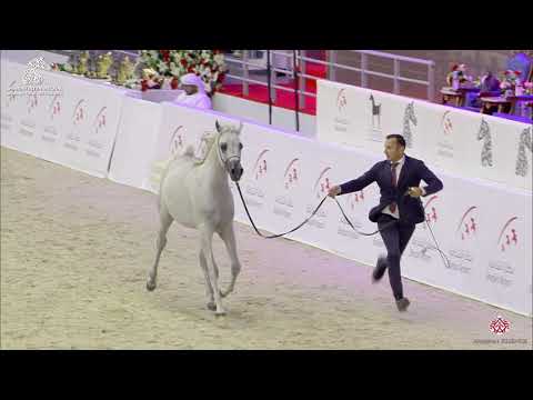 N 150 AJ AJBAN   Sharjah Arabian Horse Festival 2020   Yearling Colts Class 7B