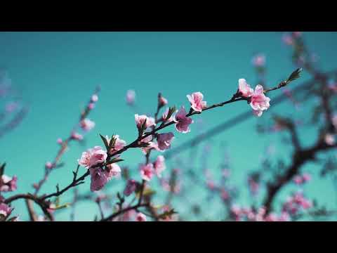 The BossHoss, Ilse DeLange - YOU