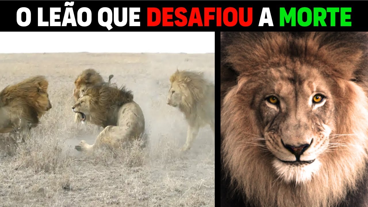 Leão -  C-BOY LEÃO QUE VIVEU MAIS TEMPO