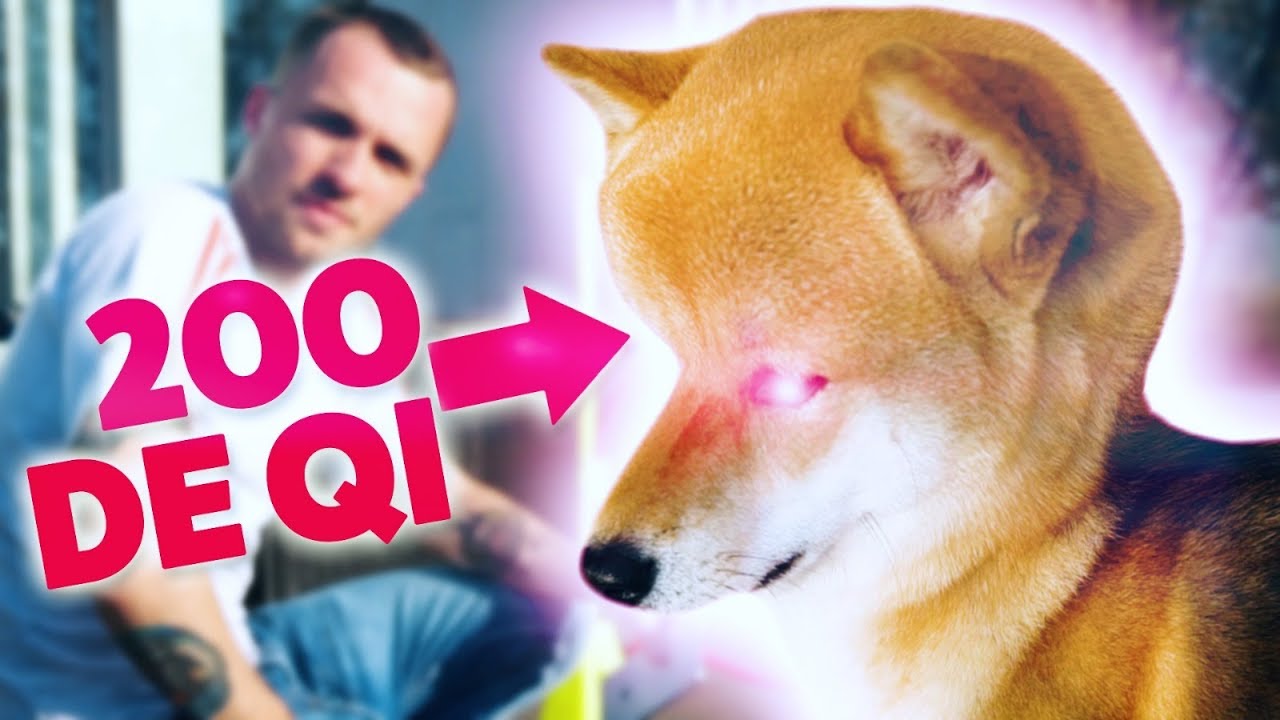 Mon chien est le plus intelligent (objectivement) thumbnail