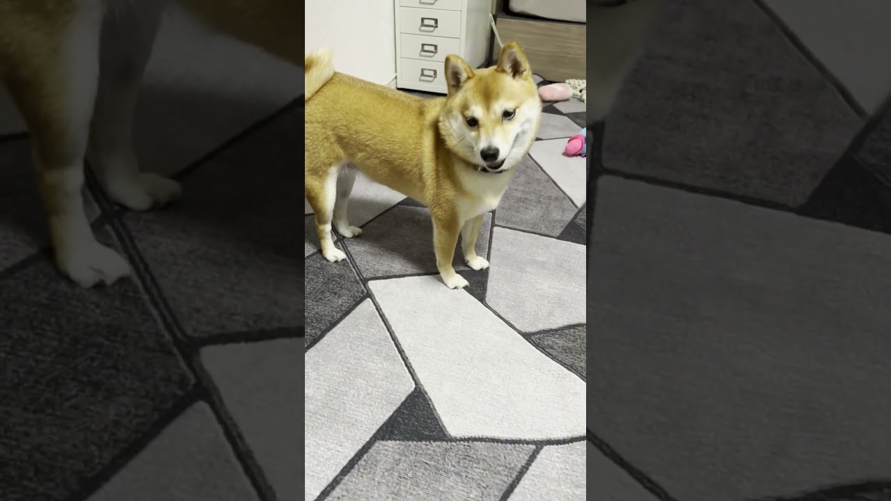 骨ガムち〇こ。