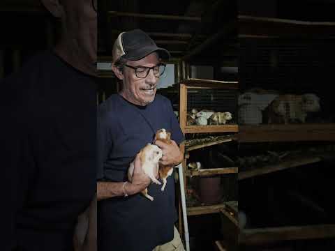 una respuesta productiva amigable con el medio ambiente #cuyes #miraflores #colombia #boyaca #campo