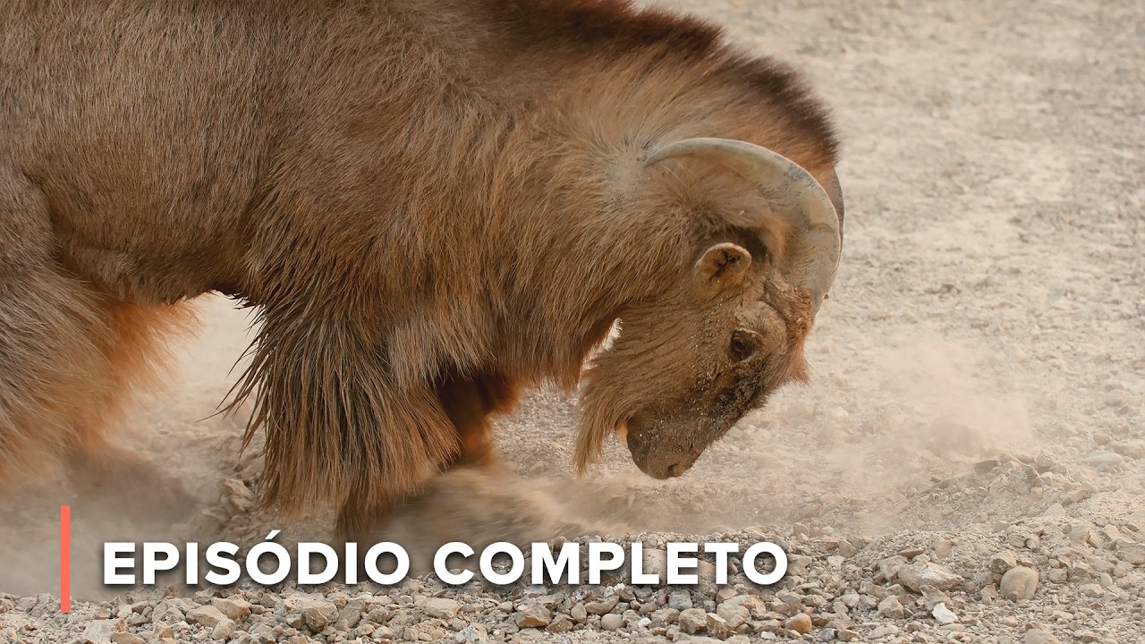 Wadi: O perigo do poço | Inferno Árabe 104