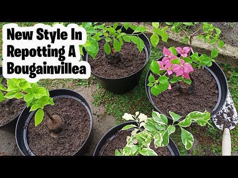 Repot a bougainvillea without disturbing its flowers and roots | Bougainvillea Bonsai Repotting