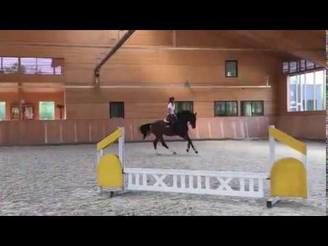 B Hengste im Training: Taycan B