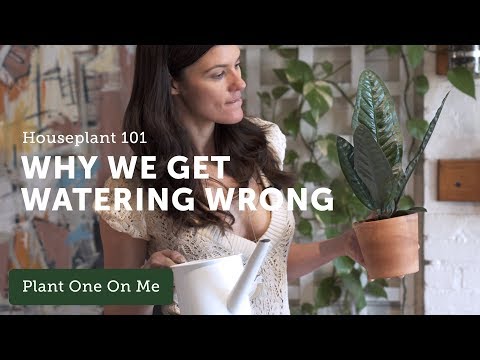 , title : 'Houseplant 101: How Often to Water Your Houseplants — Ep 119