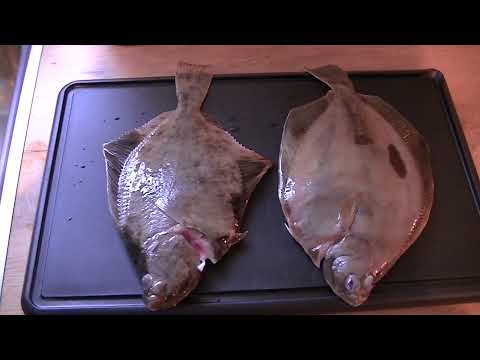 Plattfisch küchenfertig Zubereiten like Danny Hrubesch