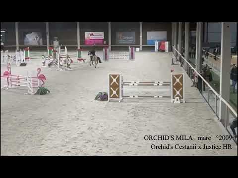 Orchid's Mila
