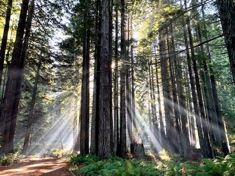 Yodh (Psalm 119:73-80)