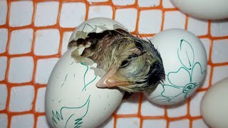 Baby Chick Hatching-Egg Hatching | Egg Incubator Day-20 RESULT