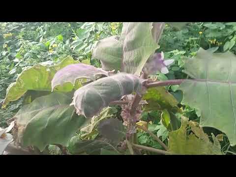 La mia nuova serra con i frutti tropicali