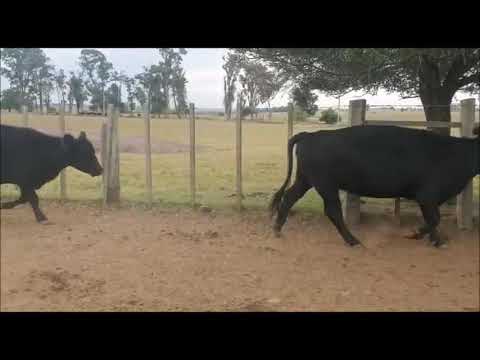 Zona Angus - 25 vacas preñadas P.C. Cabaña La Cruz