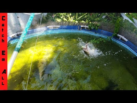 FISHING IN POOL pond CATCHING Giant PET BASS!