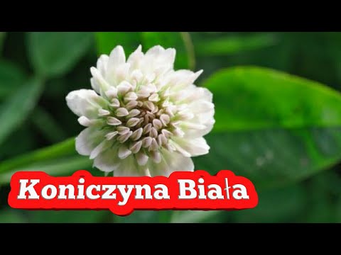 Papierosy zwiększenie potencji Zwiększona siła punkt