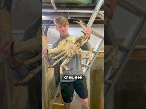 Это самые гигантские крабы на планете