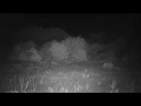 Djuma: Two Hyenas walk through open area - 19:36 - 05/16/20