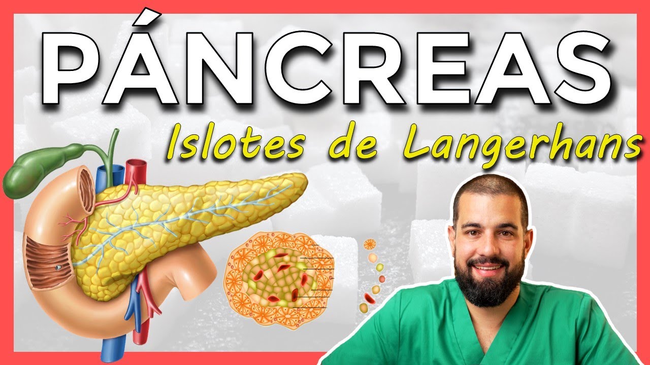 Función PÁNCREAS. Anatomía PÁNCREAS. ISLOTES DE LANGERHANS. Imágenes REALES