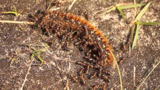 preview picture of video 'Ants and (now dead?) caterpillar'