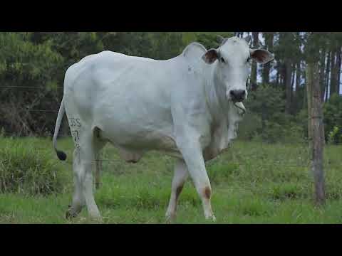 NELORE RIO VERDE - AMANA FIV DA RIO VERDE LJSS - LJSS 37