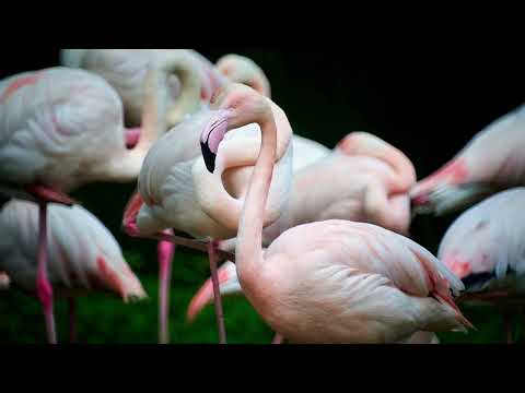 MTO  500mm  Lens  F 8, Zoo Opole