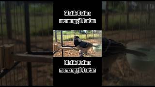 Download lagu betina bikin nyaut jantan #glatik #gelatik #pancingangelatikbatu #birdsong #gelatikbatugacor #fyp mp3