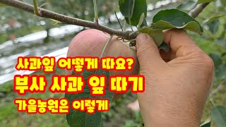 부사 사과 잎따기 어떻게 할까?  가을농원은 이렇게 한다 
