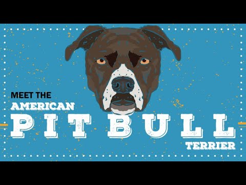 Pit Bull Terrier | CKC Breed Facts & Profile