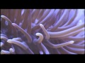 Evolution The Grand Experiment Episode 1