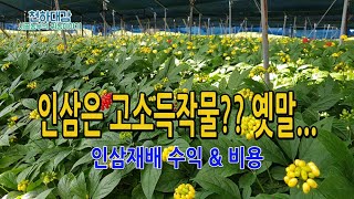 고소득? 인삼재배 수익과 비용은? 인삼농사의 수익성
