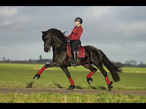 Stal Okkema's Ferdinand - Michiel x Harmen - Approved Stallion - 2017 - 1.64m