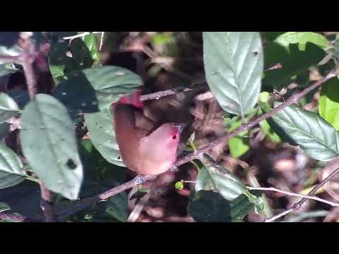 Amarant ružový (Lagonosticta rhodopareia) — video o speve a chove