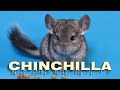 Chinchilla sounds, chinchilla scream