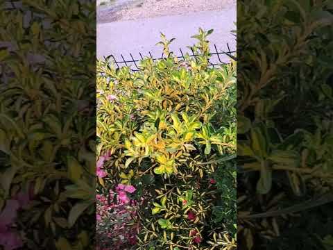 #kuća#cvijeće#avlija#fadila