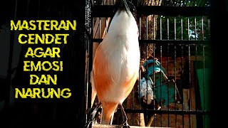 Download lagu CENDET STRESS PUN AKAN NYAUT APALAGI MASTERAN CENDET PASTI BAKAL NARUNG DIJAMIN mp3